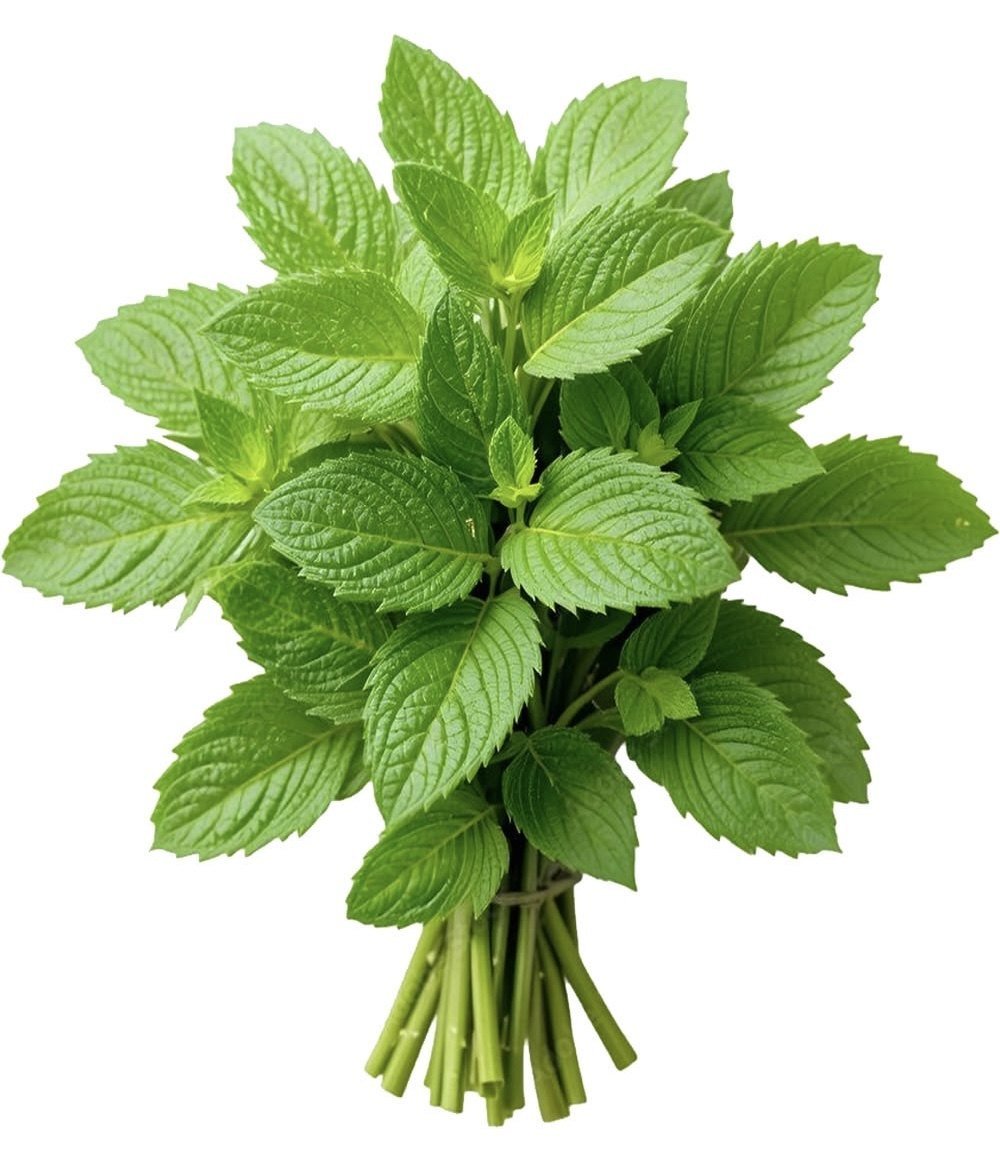 Fresh Mint
