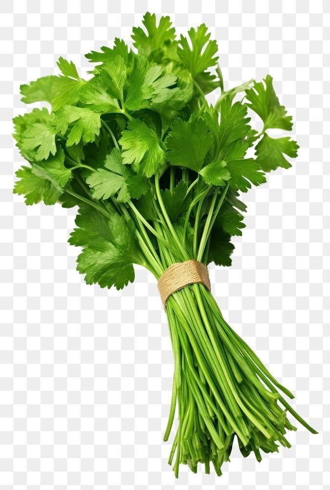 Fresh Coriander