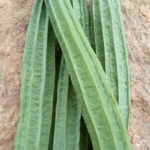 Ridge Gourd